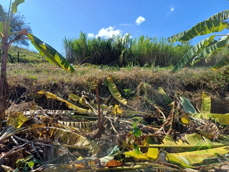 Imagens do imóveis Sítio com 5 alqueires predominante em pasto em Rolândia