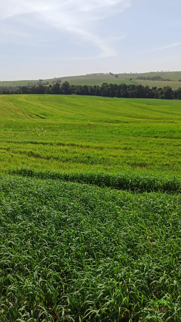 5.5 alqueires plantando 5 no Bartira Imagens do imóveis 5.5 alqueires plantando 5 no Bartira