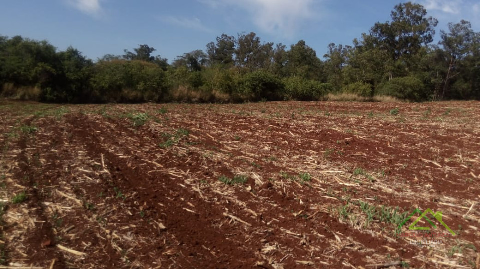 20 alqueires plantando 19,5 Imagens do imóveis 20 alqueires plantando 19,5