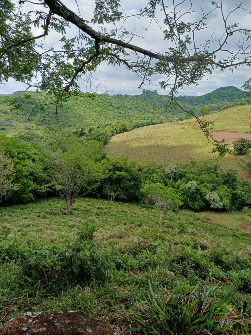 Imagens do imóveis Sítio com 5 alqueires predominante em pasto em Rolândia