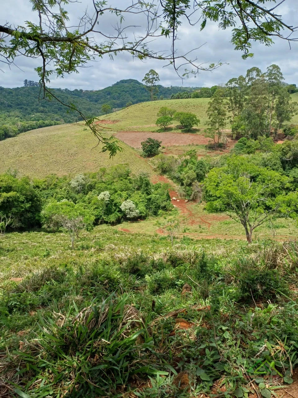 Imagens do imóveis Sítio com 5 alqueires predominante em pasto em Rolândia