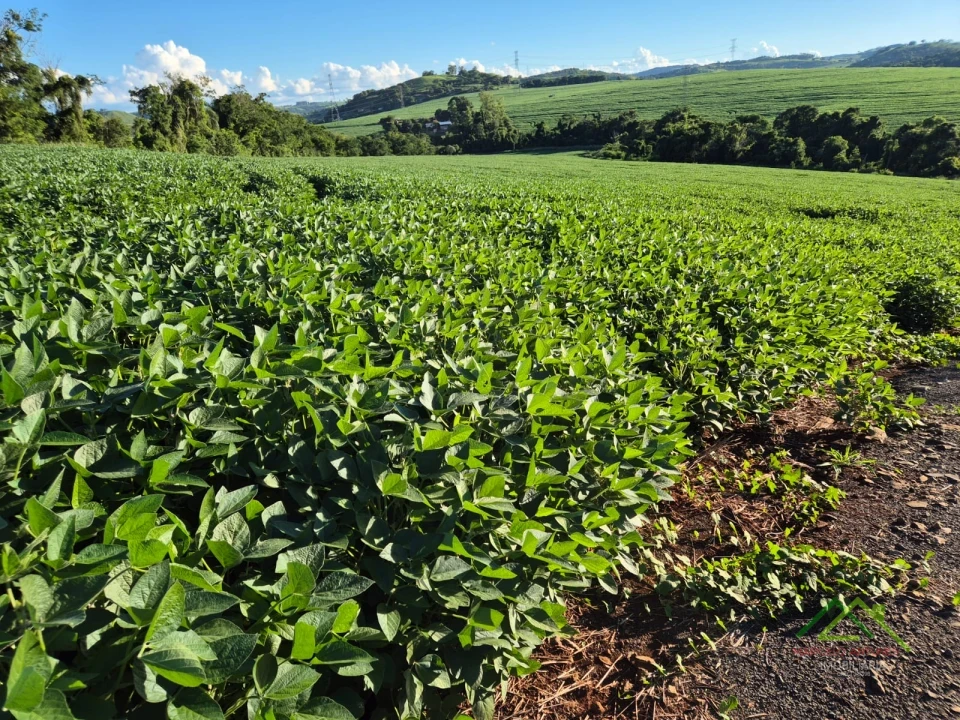Imagens do imóveis Área com 4 alqueires na Gleba Coroados em Londrina