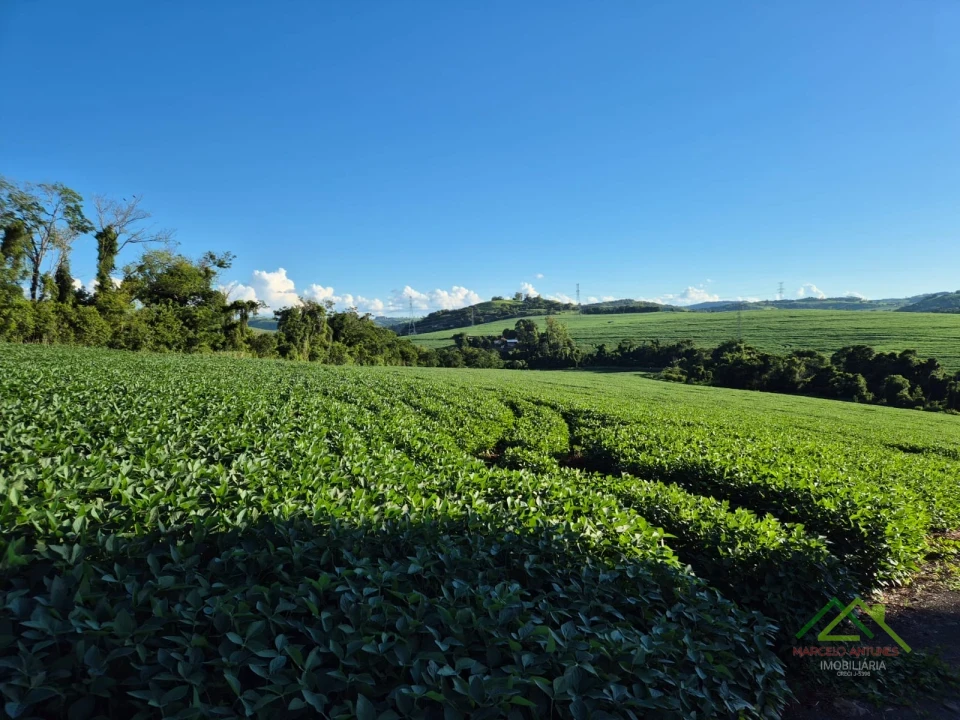 Imagens do imóveis Área com 4 alqueires na Gleba Coroados em Londrina