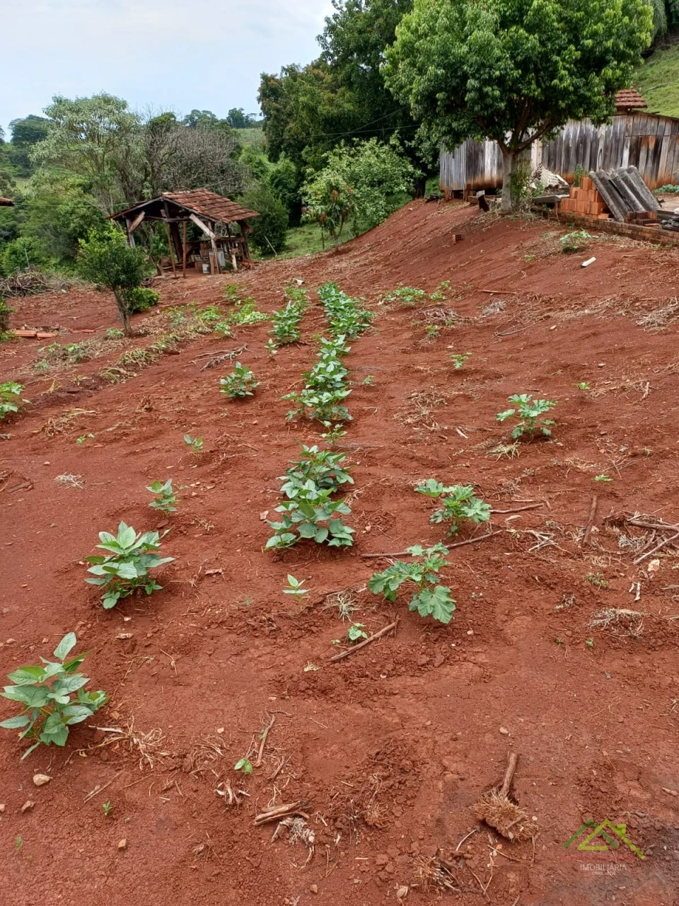 Imagens do imóveis Sítio com 5 alqueires predominante em pasto em Rolândia