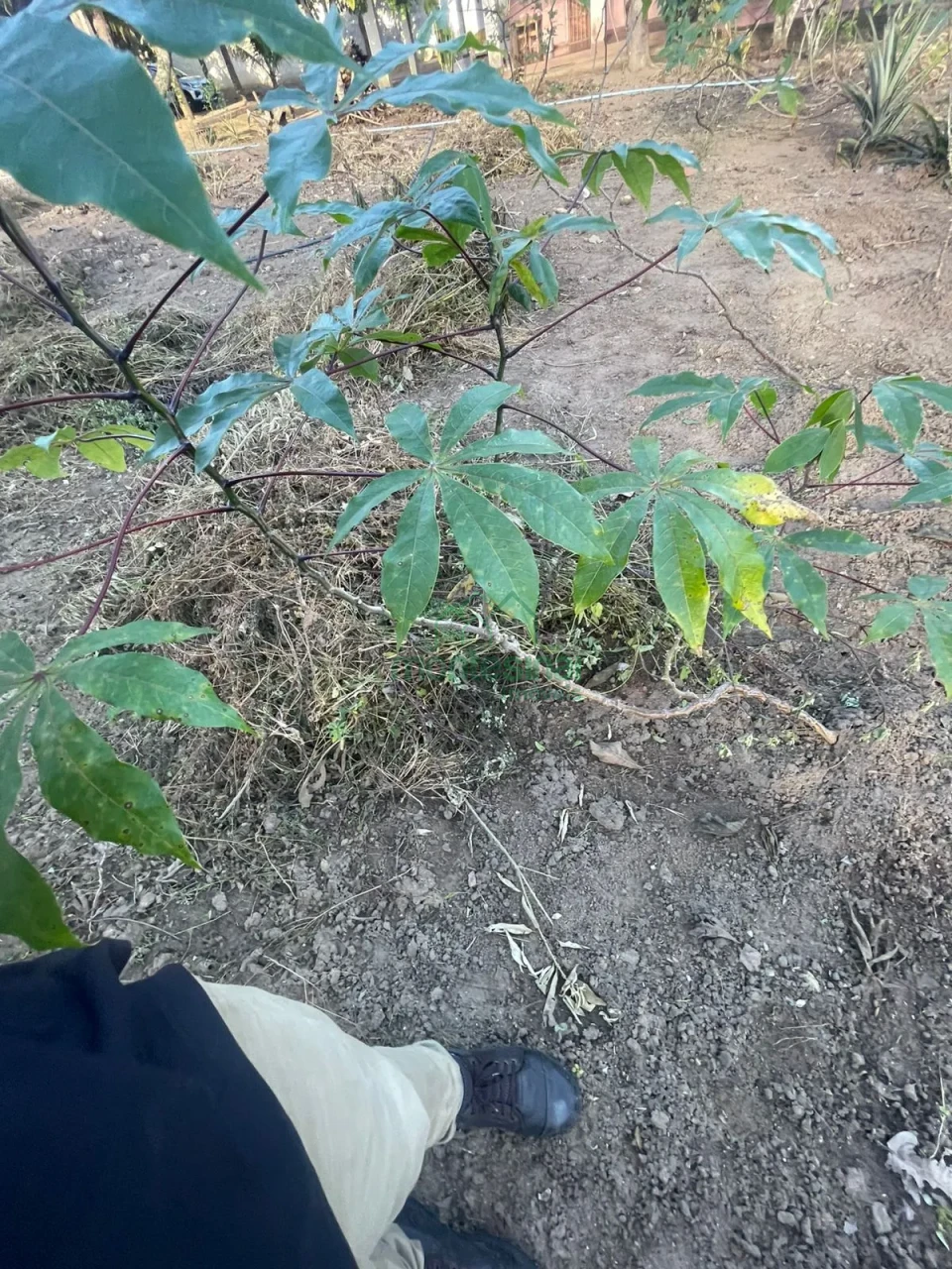 Imagens do imóveis Chácara à venda brejinho apenas 7 km da Duque de Caxias