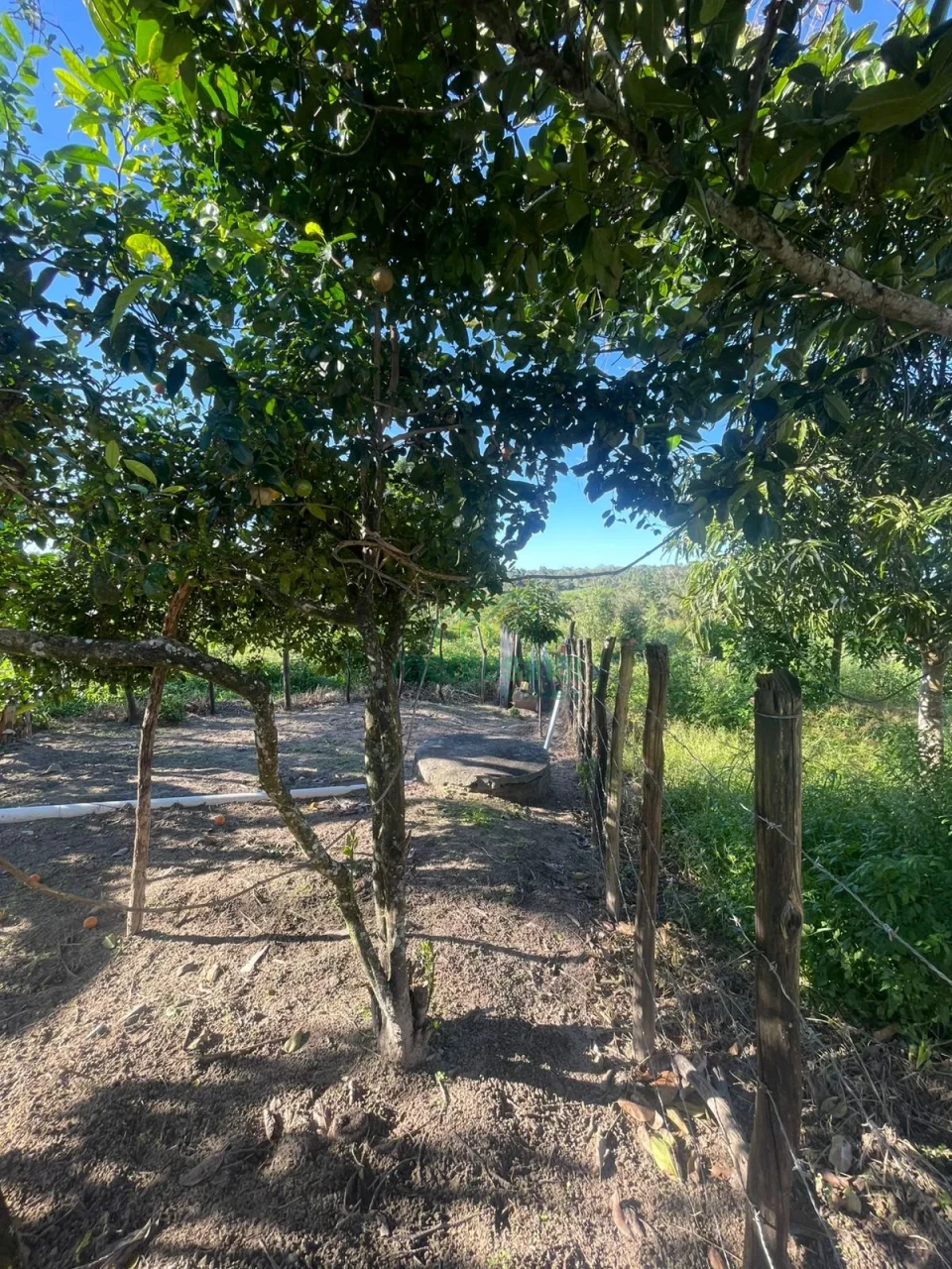 Fazenda/Sítios/Chácaras À Venda Zona Rural Brejão