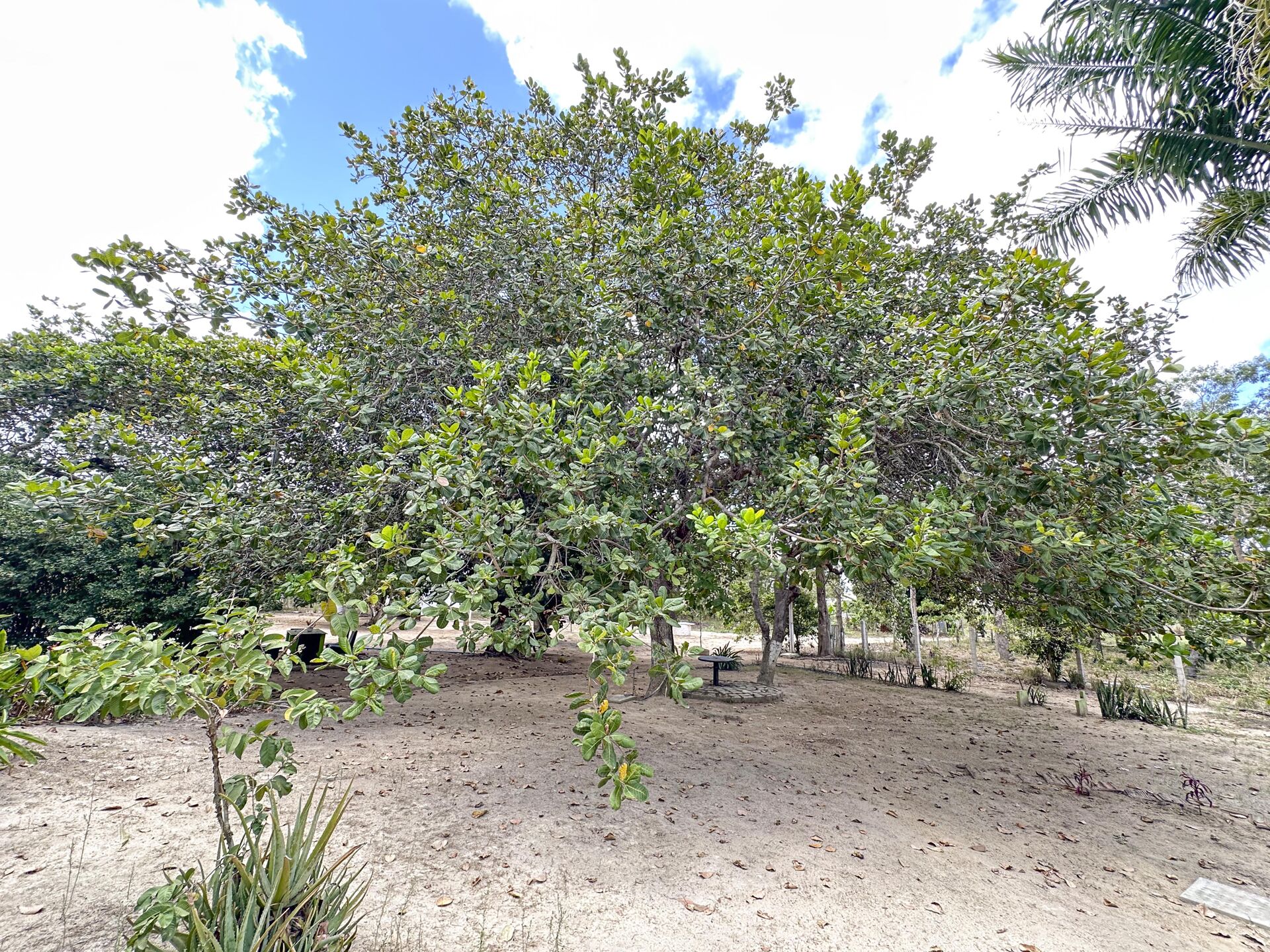Chácara á venda com 1.8 hectares por R$ 1.200.000,00 Sitio Cagado