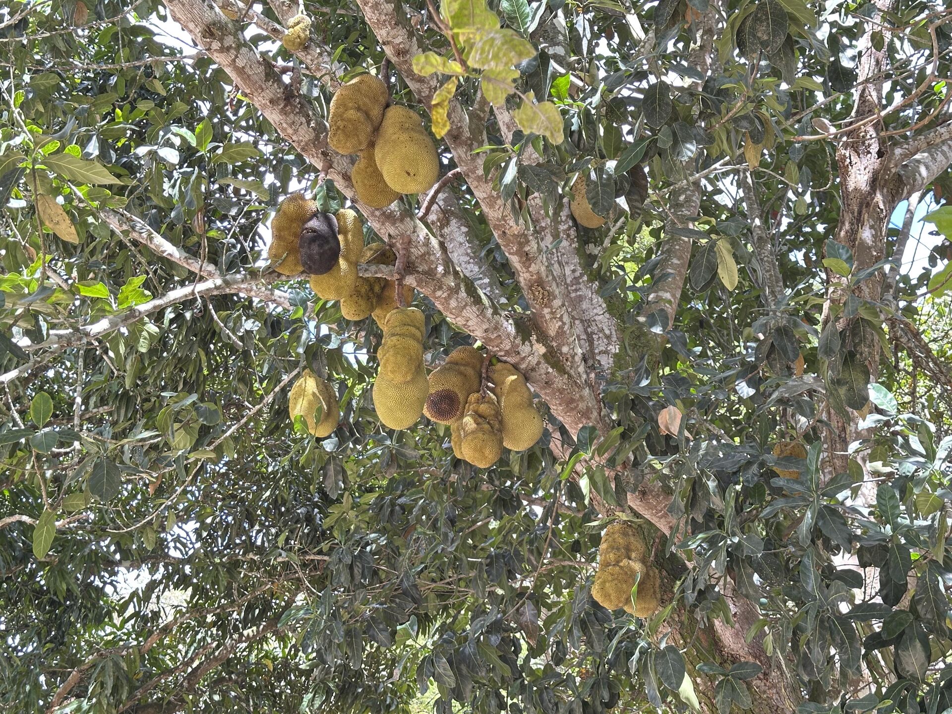 Chácara á venda com 1.8 hectares por R$ 1.200.000,00 Sitio Cagado