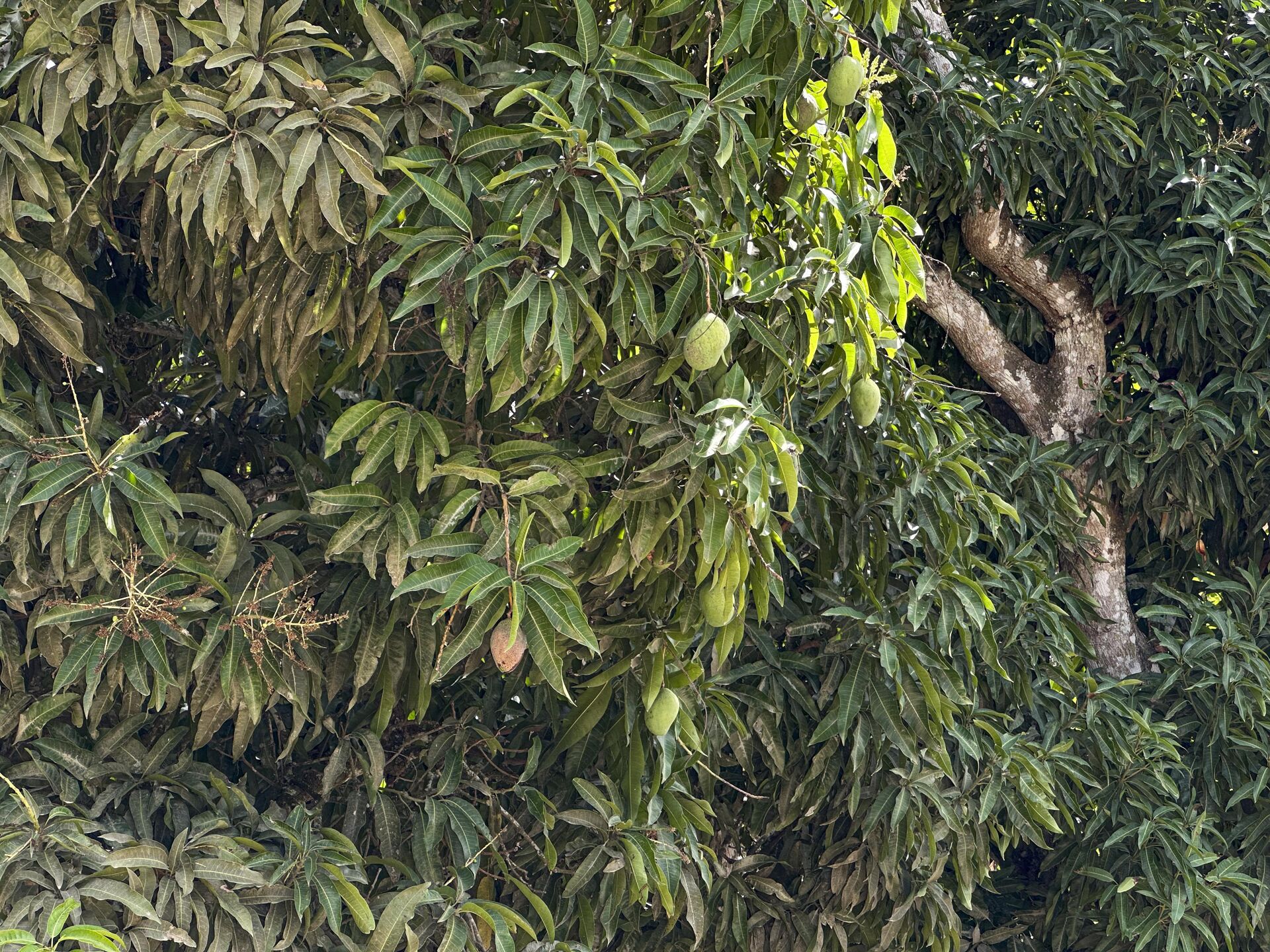 Chácara á venda com 1.8 hectares por R$ 1.200.000,00 Sitio Cagado