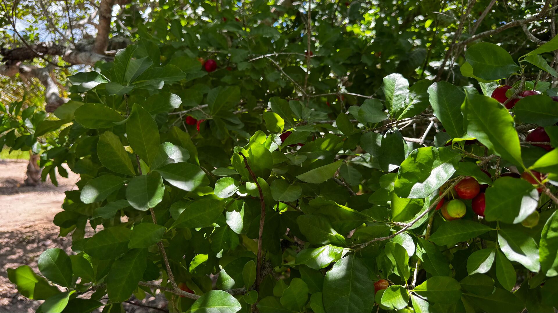 Chácara à 30 minutos Garanhuns-PE Miracica por R$660.000,00