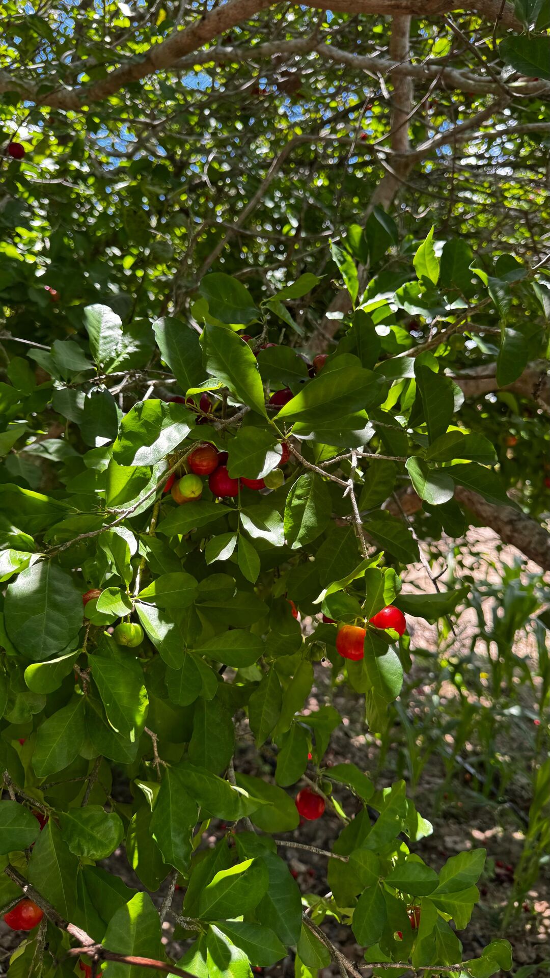 Chácara à 30 minutos Garanhuns-PE Miracica por R$660.000,00