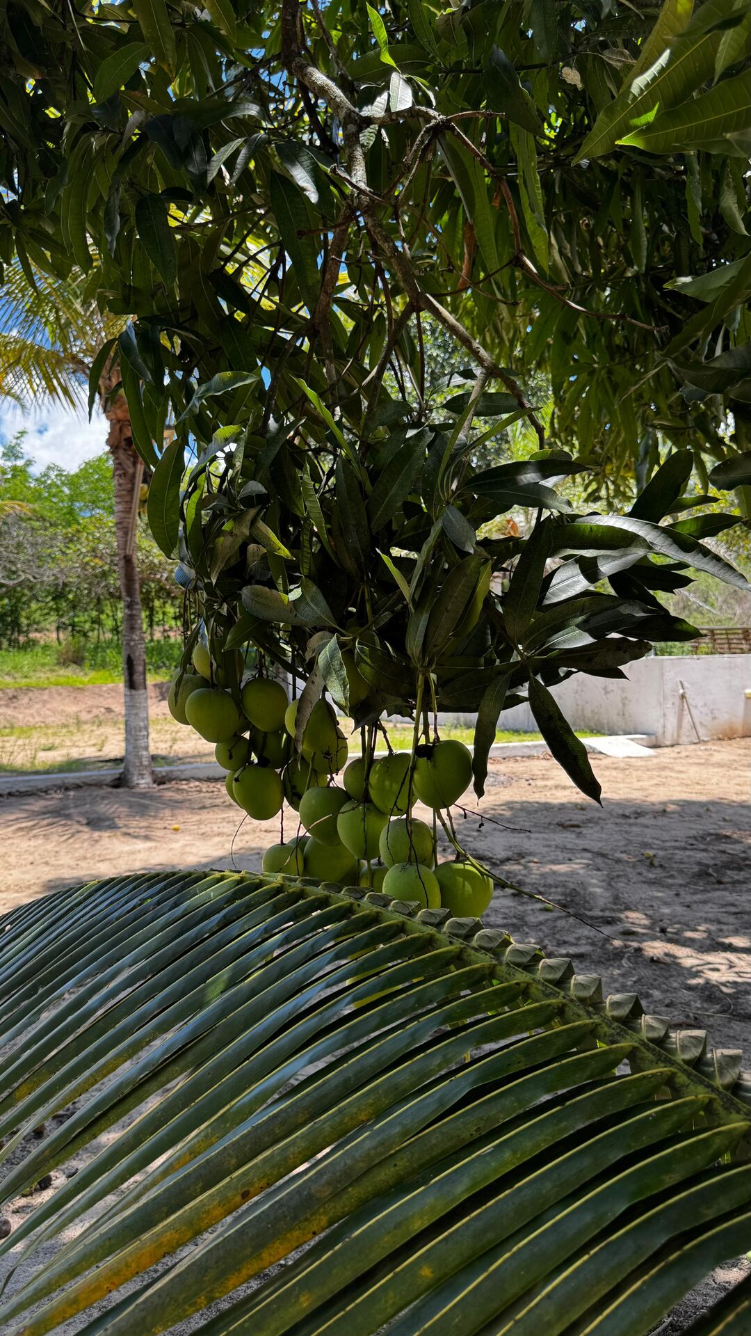 Chácara à 30 minutos Garanhuns-PE Miracica por R$660.000,00