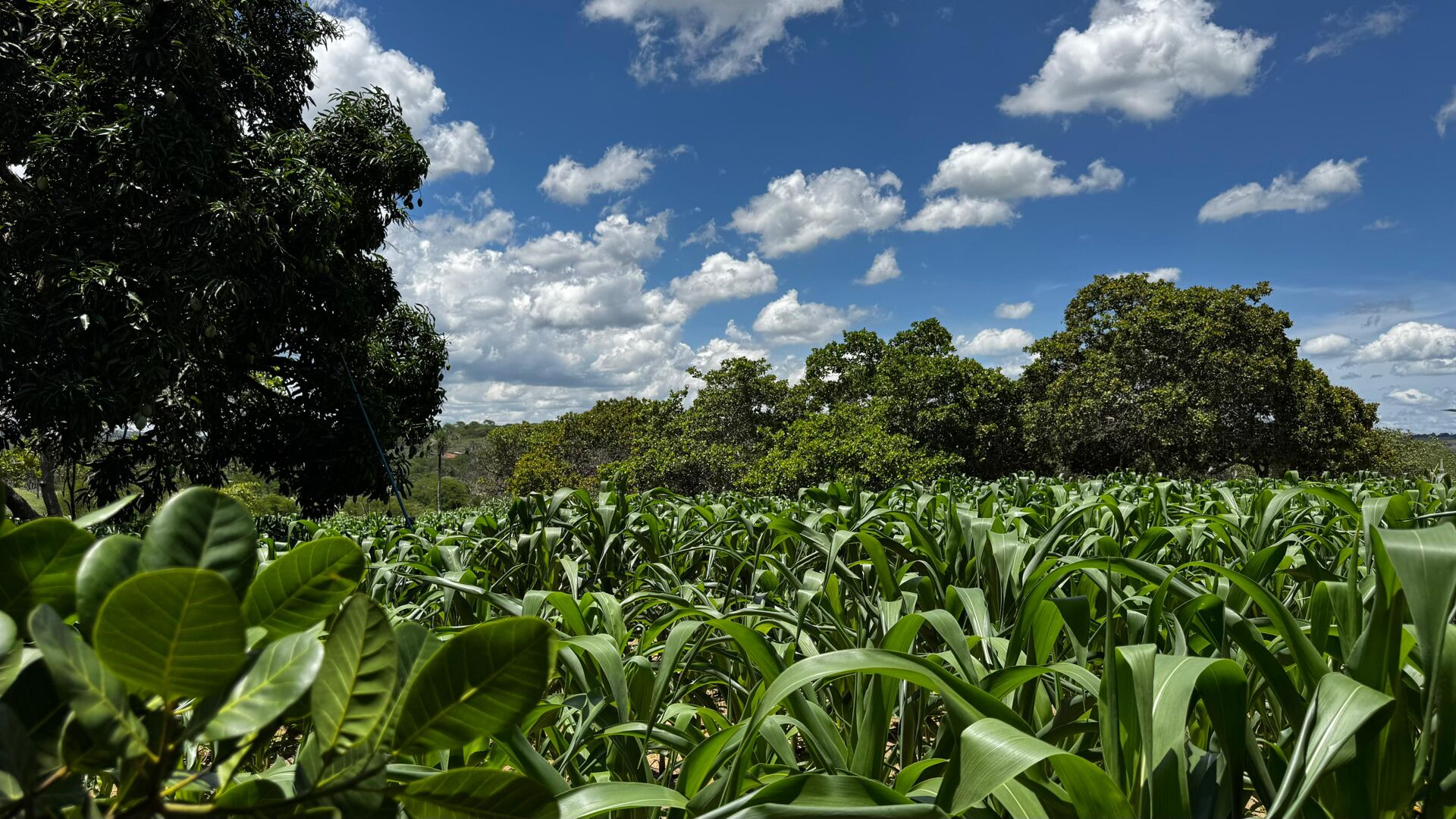 Chácara à 30 minutos Garanhuns-PE Miracica por R$660.000,00