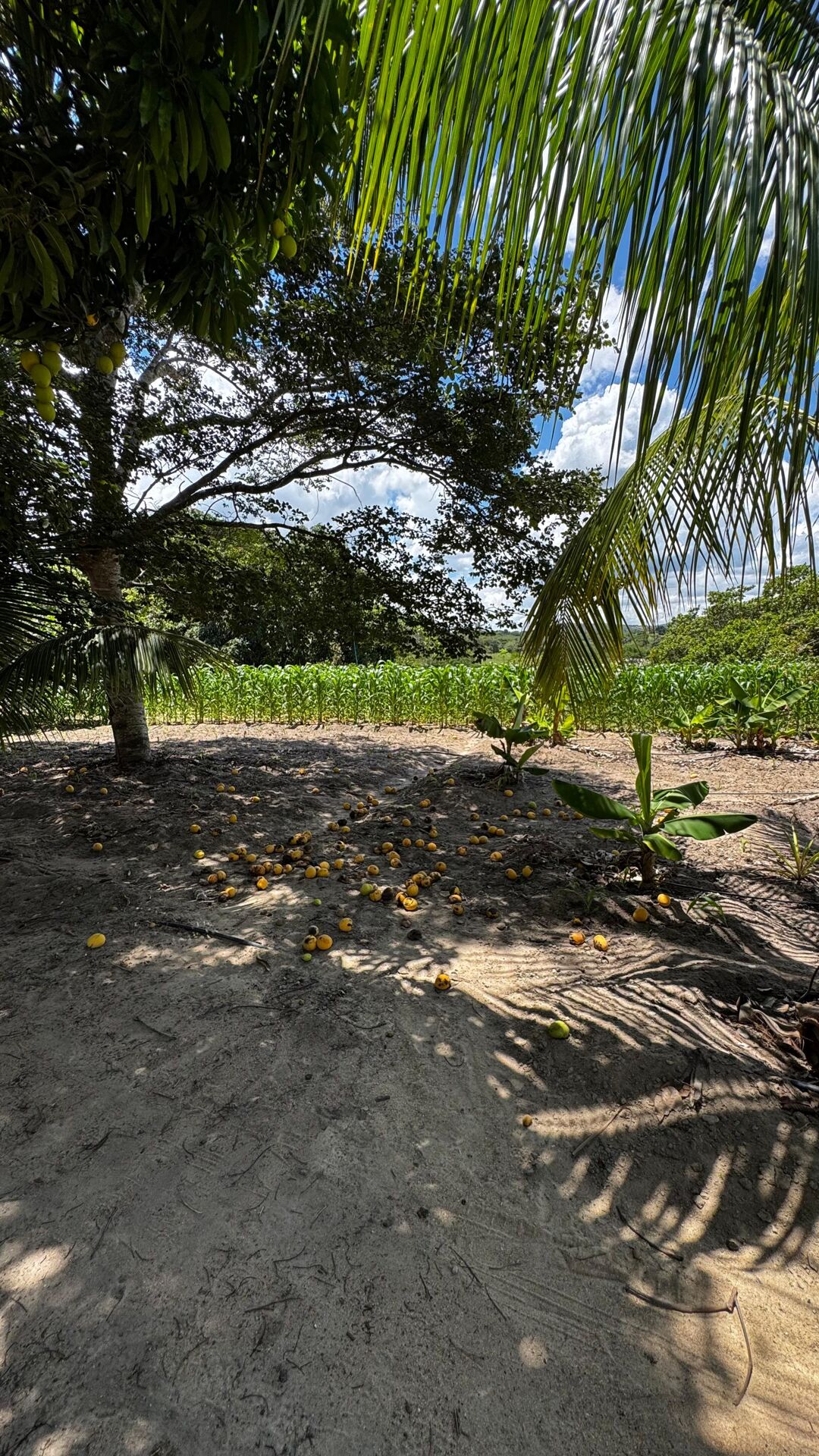 Chácara à 30 minutos Garanhuns-PE Miracica por R$660.000,00