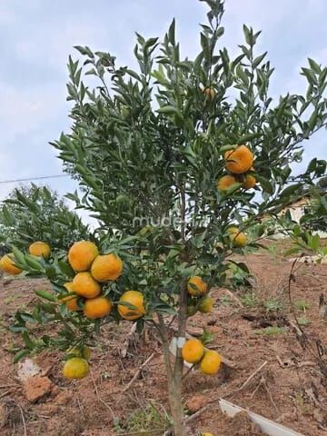 Fazenda, sítio ou chácara 2 quartos à venda em Centro, Campo Magro - foto 15