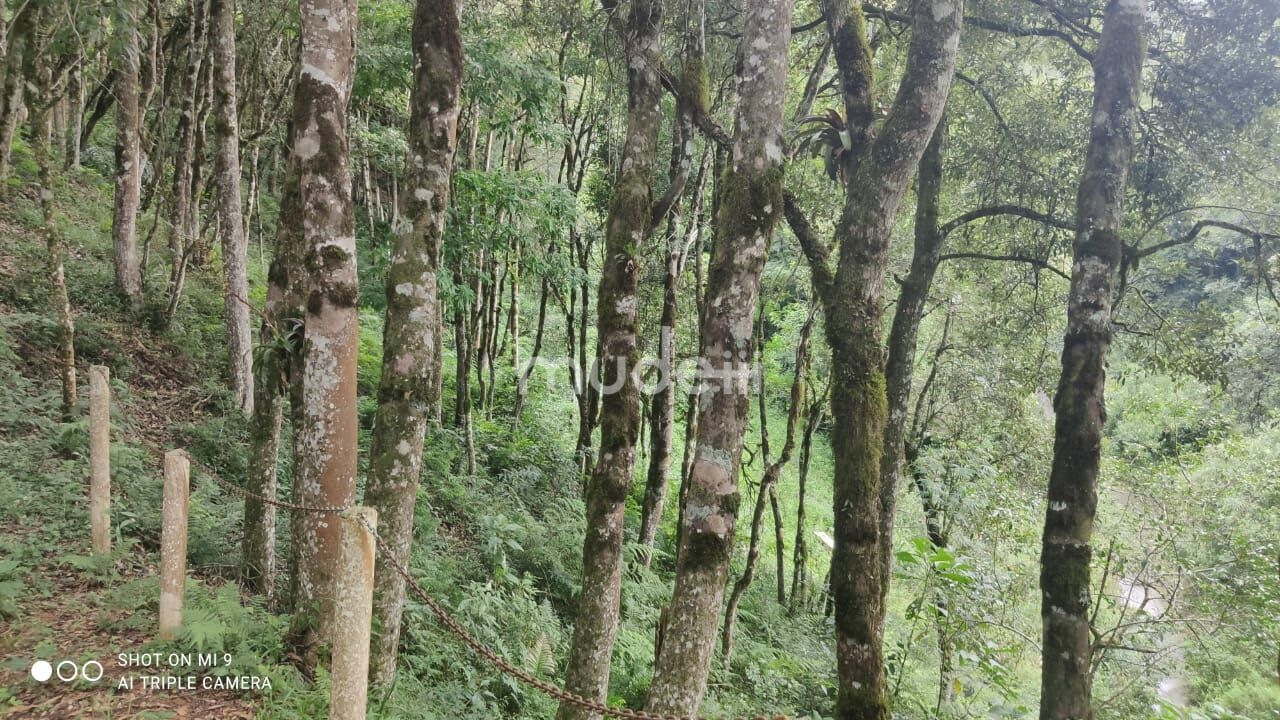 Fazenda, sítio ou chácara 4 quartos à venda em Roça Velha, São José dos Pinhais - foto 18