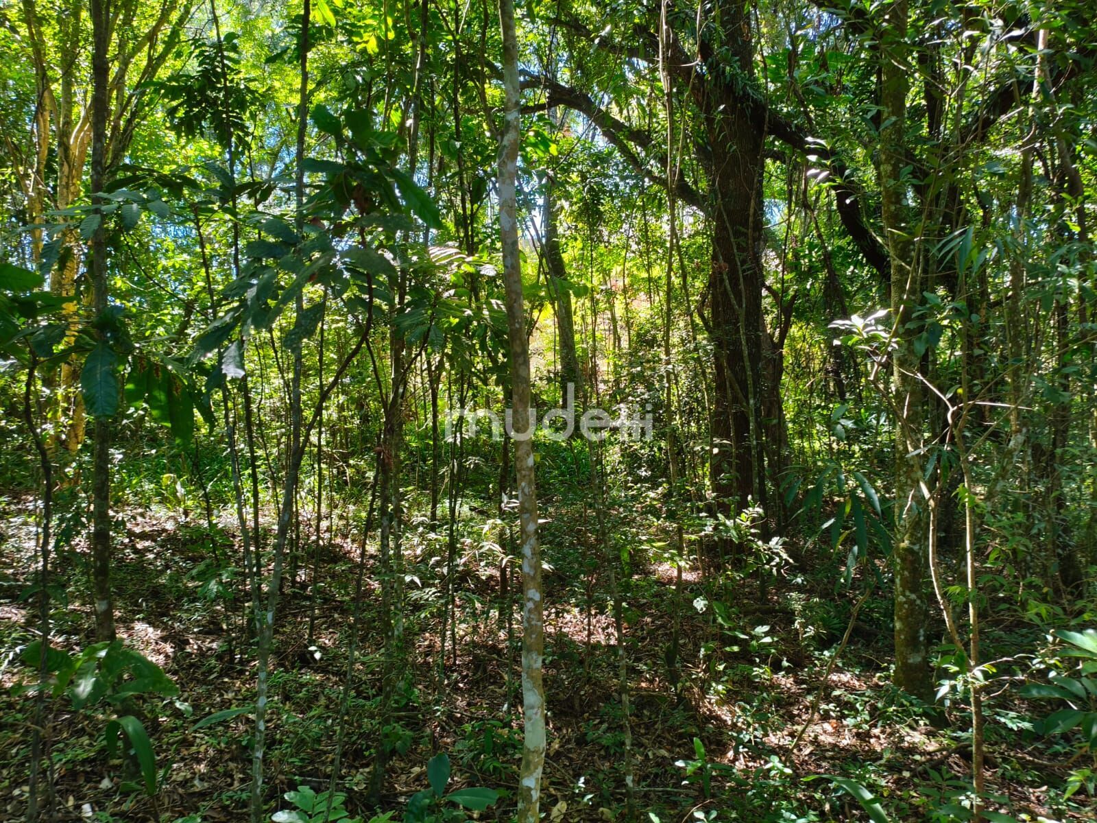 Terreno à venda em Aristocrata, São José dos Pinhais - foto 2