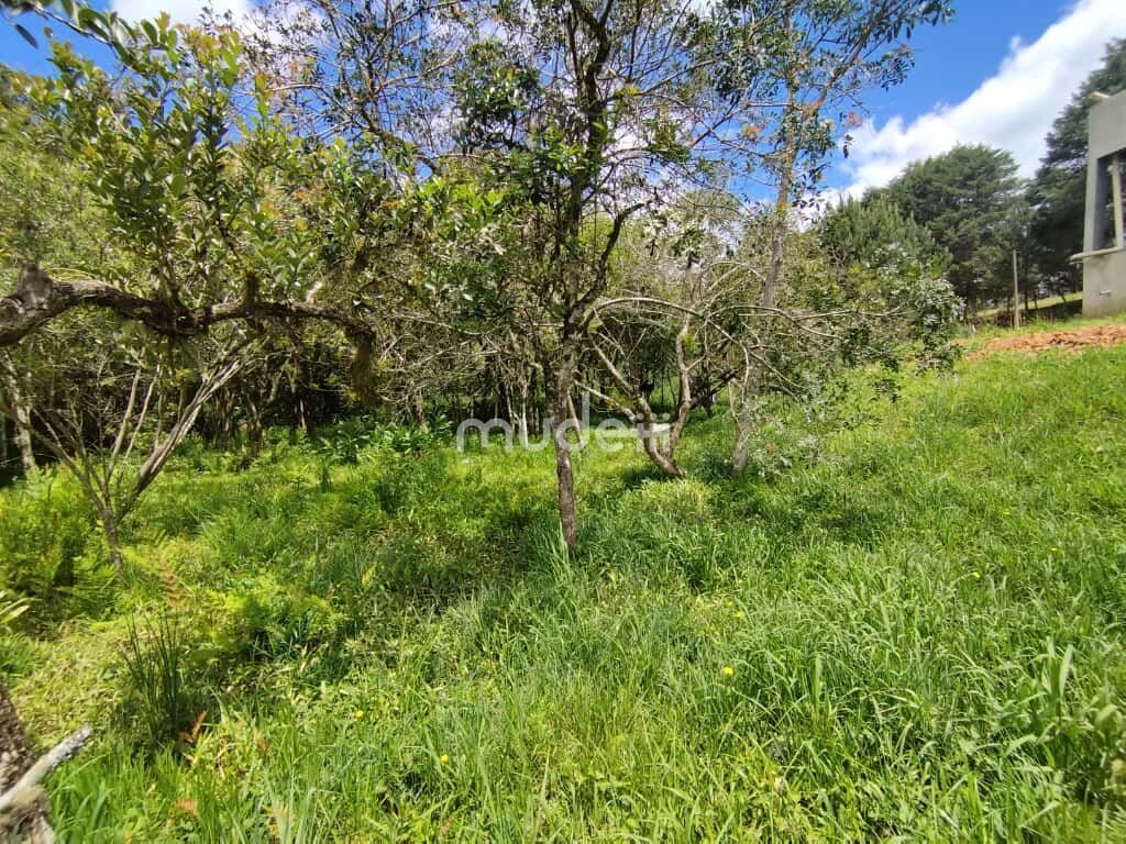 Fazenda, sítio ou chácara 2 quartos à venda em Centro, Contenda - foto 22