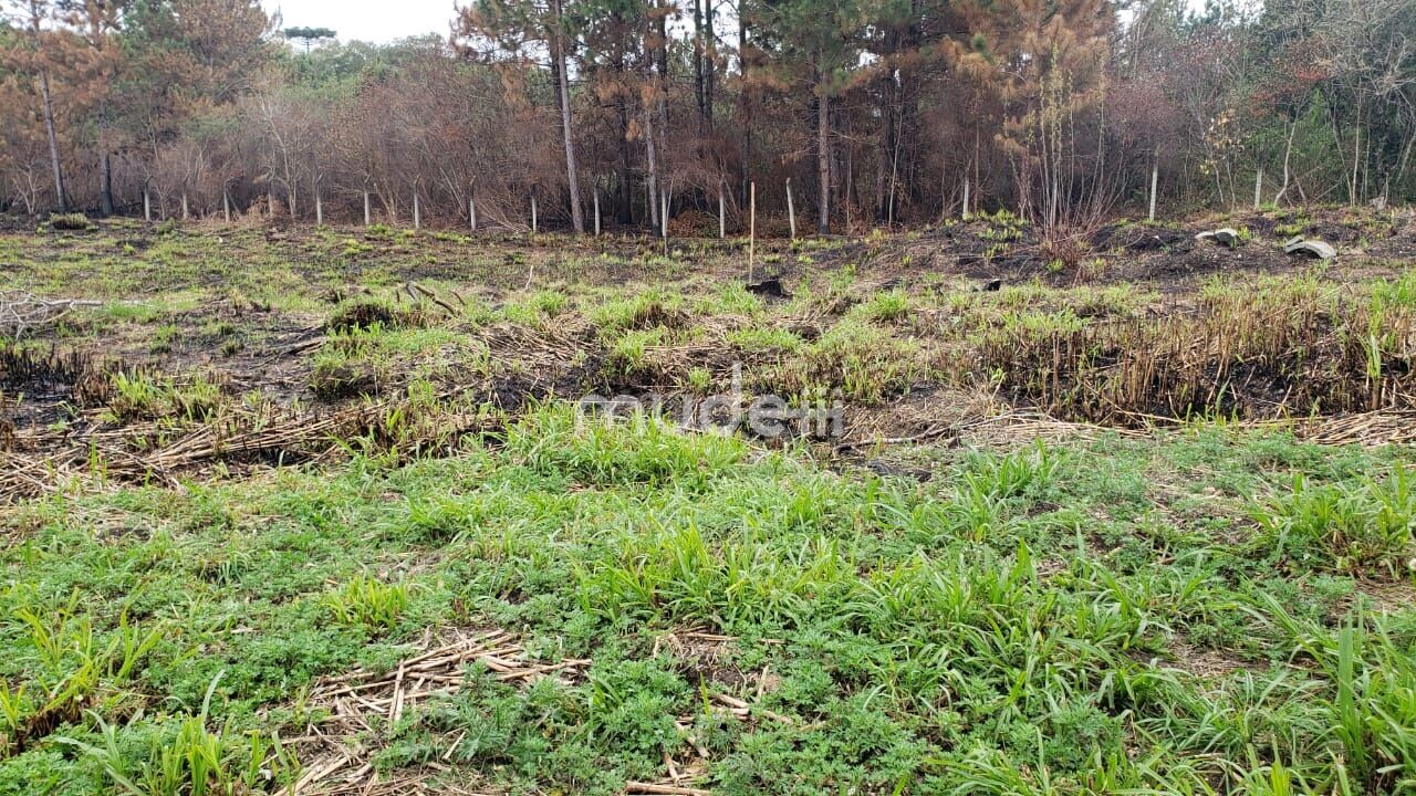Terreno à venda em Parque das Nascentes, Pinhais - foto 6