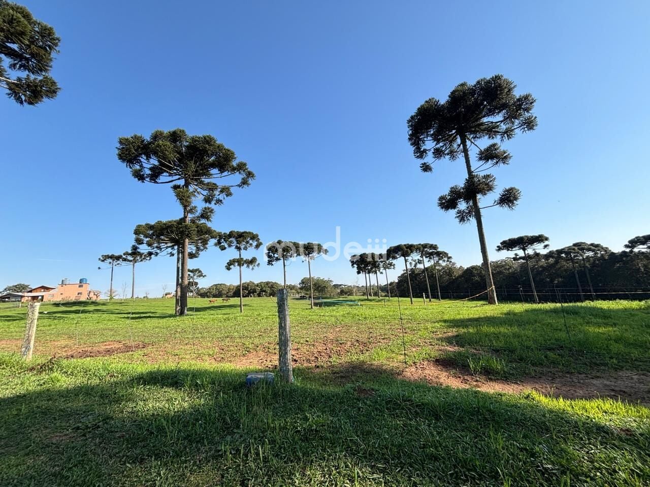 Fazenda, sítio ou chácara 4 quartos à venda em Campestre da Faxina, São José dos Pinhais - foto 6