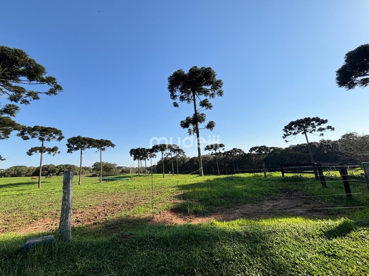 Fazenda, sítio ou chácara 4 quartos à venda em Campestre da Faxina, São José dos Pinhais - foto 7