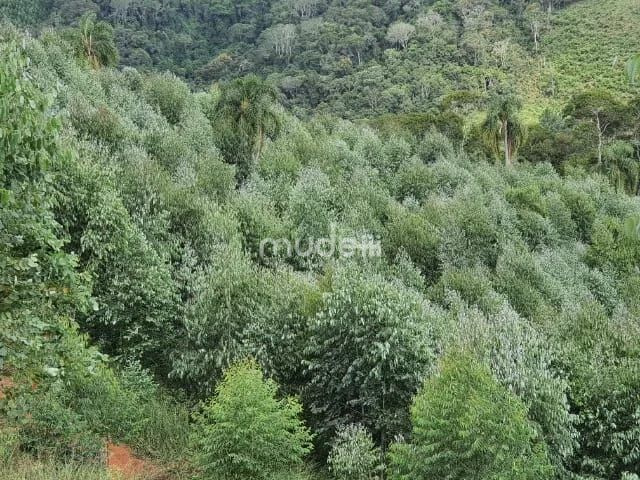 Fazenda, sítio ou chácara 2 quartos à venda em Centro, Campo Magro - foto 9