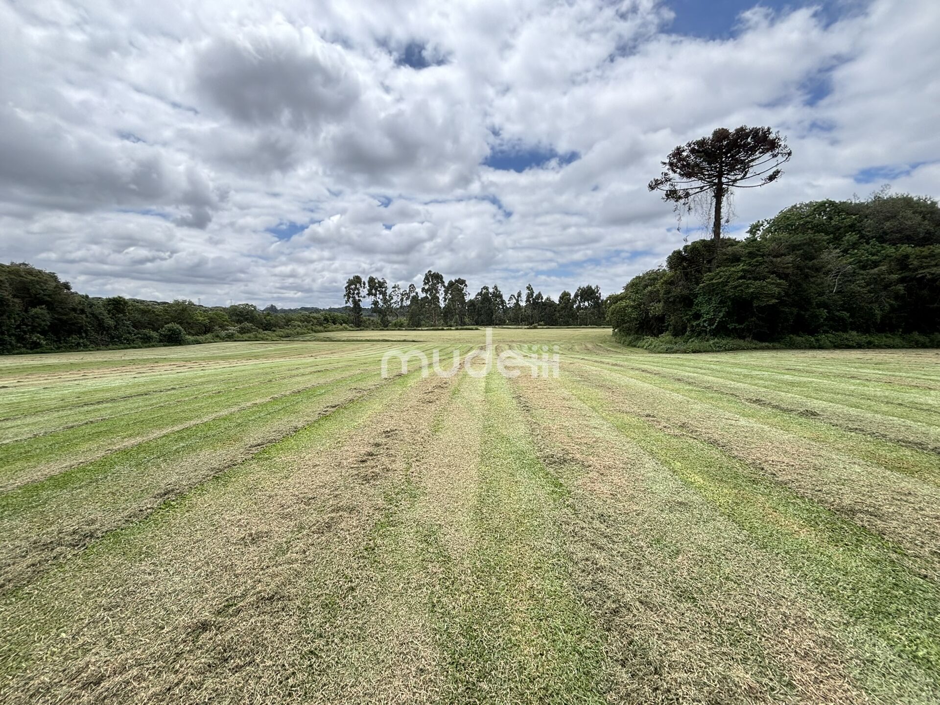 Terreno à venda em Centro, São José dos Pinhais - foto 9