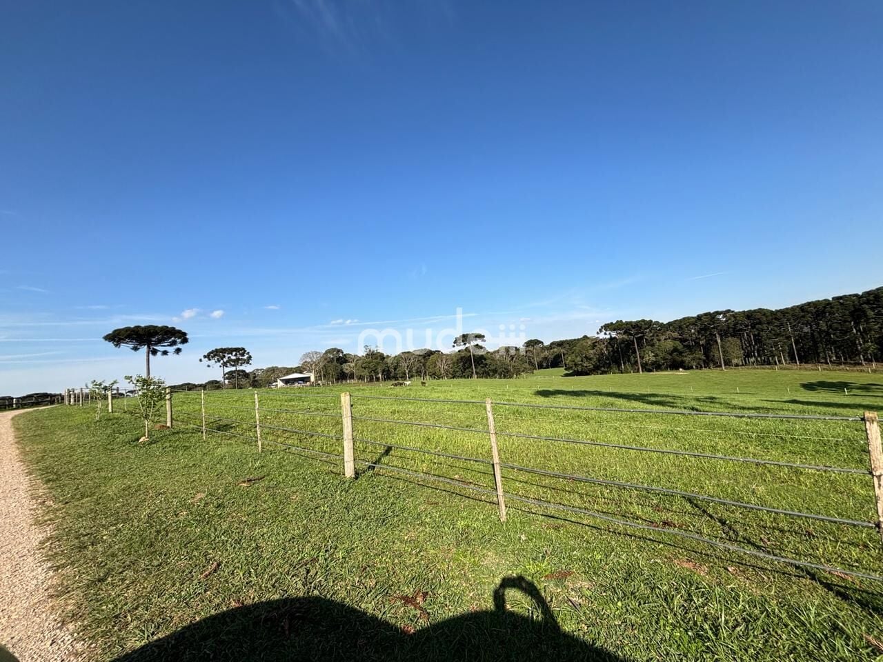 Fazenda, sítio ou chácara 4 quartos à venda em Campestre da Faxina, São José dos Pinhais - foto 10