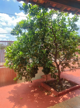 Imagens do imóveis Casa para venda na zona leste, Abussafe - Londrina PR