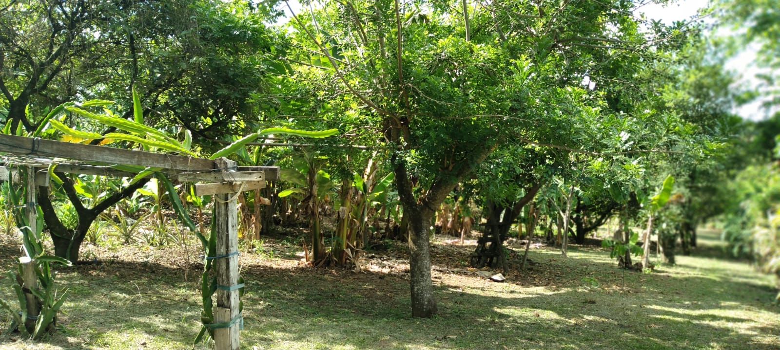 Imagens do imóveis chácara à venda em córrego da onça, charqueada 2 quartos