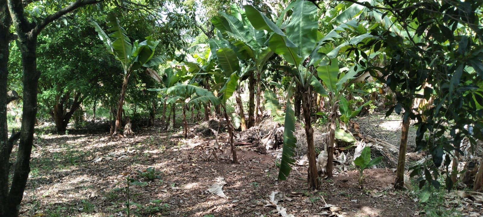 Imagens do imóveis chácara à venda em córrego da onça, charqueada 2 quartos