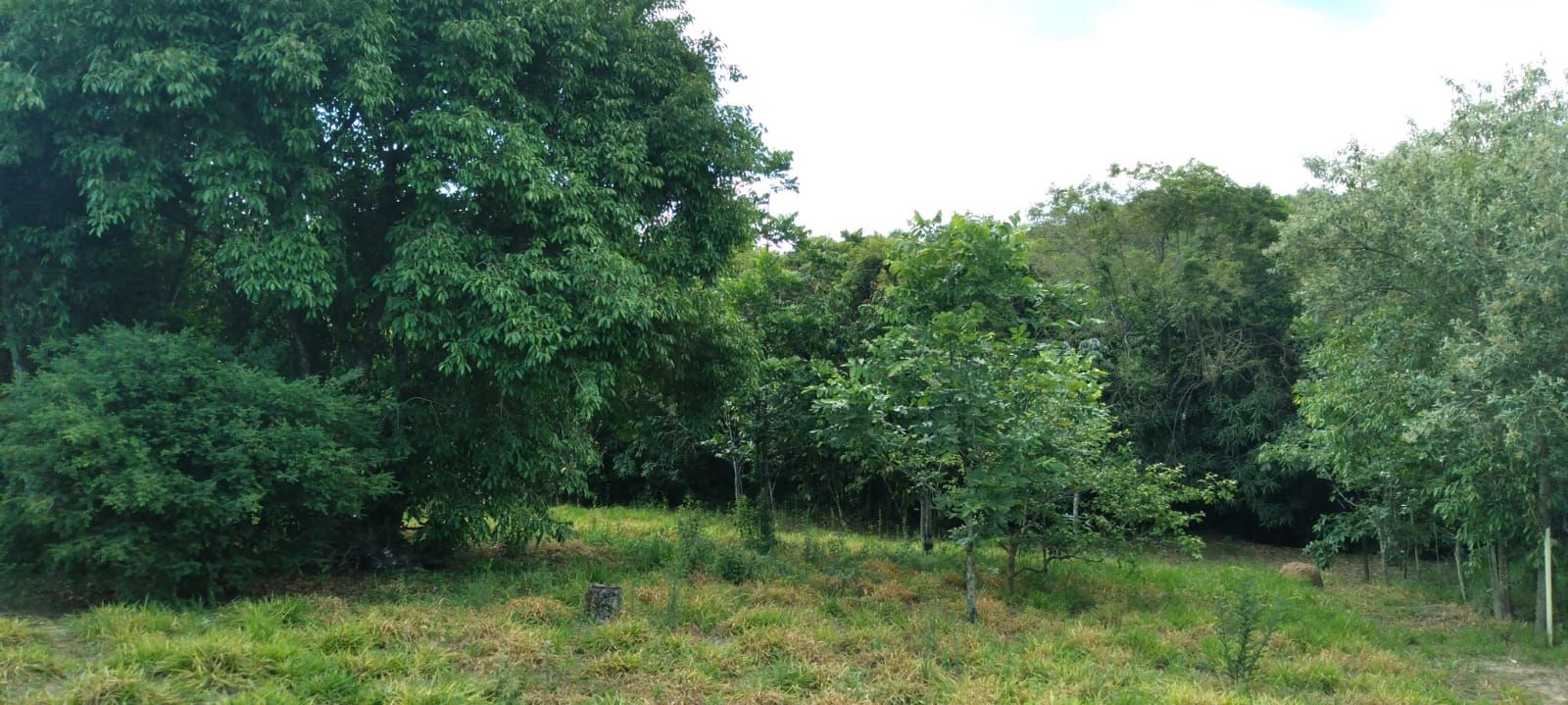 Imagens do imóveis chácara à venda em córrego da onça, charqueada 2 quartos