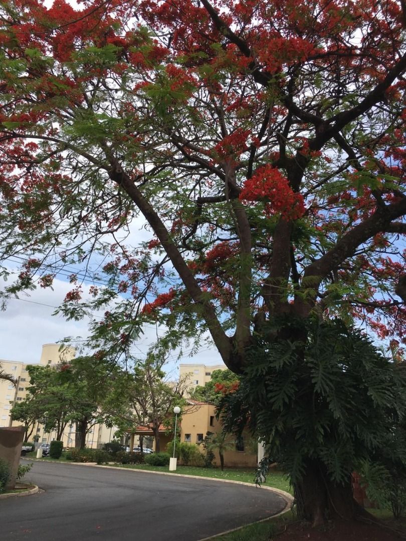 Imagens do imóveis apartamento à venda em dois córregos, piracicaba 2 quartos 55m²