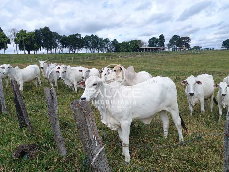 Imagens do imóveis Sítio com 7 alqueires e 3 casas a venda em Conchas, SP.