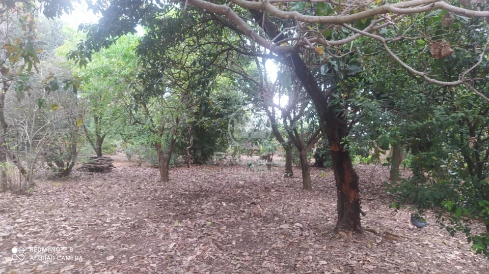 Fazenda/Sítios/Chácaras À Venda  I Saltinho - Foto 19