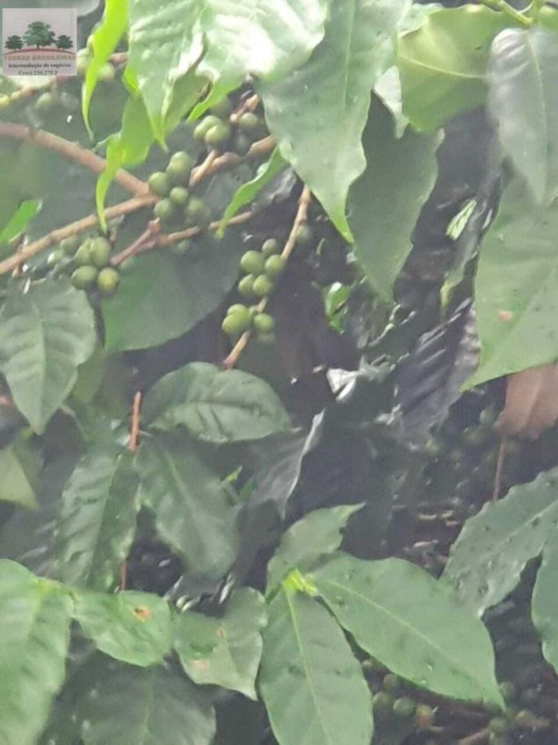 Imagens do imóveis fazenda à venda em zona rural, perdizes 10 quartos