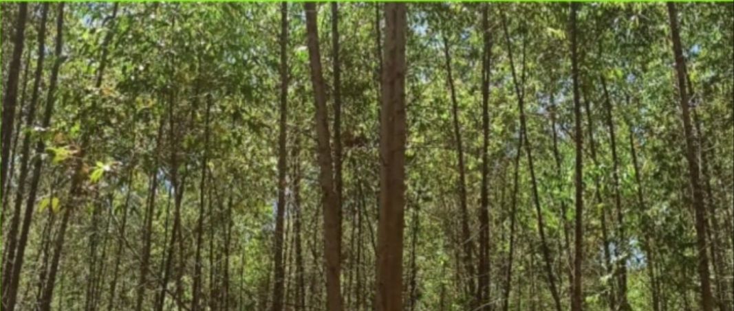 Imagens do imóveis fazenda à venda em rio apiai, ribeirão branco 5 quartos