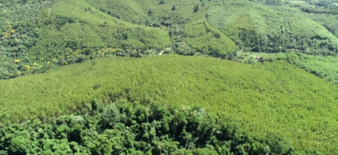 Imagens do imóveis fazenda à venda em rio apiai, ribeirão branco 5 quartos
