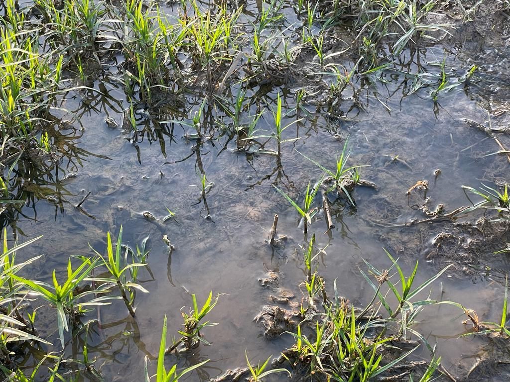 Imagens do imóveis chácara à venda em tupi, piracicaba 2 quartos
