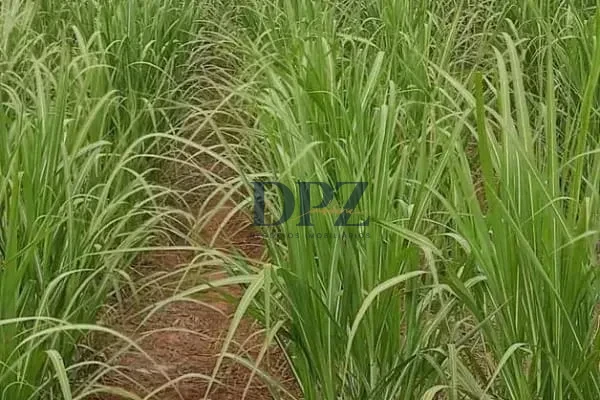 Imagens do imóveis EXCELENTE FAZENDA COM PISTA DE POUSO A VENDA NA REGIÃO DE PRESIDENTE-SP