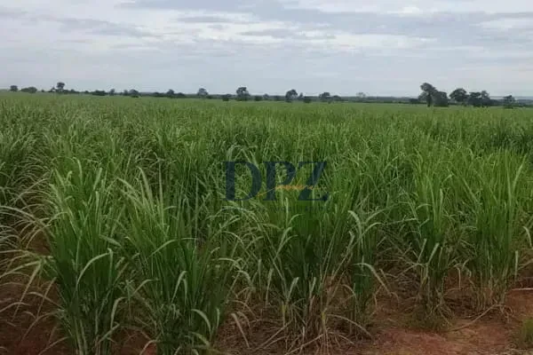 Imagens do imóveis EXCELENTE FAZENDA COM PISTA DE POUSO A VENDA NA REGIÃO DE PRESIDENTE-SP