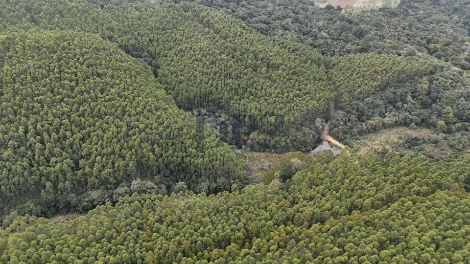 EXCELENTE FAZENDA COM EUCALIPTO A VENDA NA REGIÃO DE ITAPEVA-SP