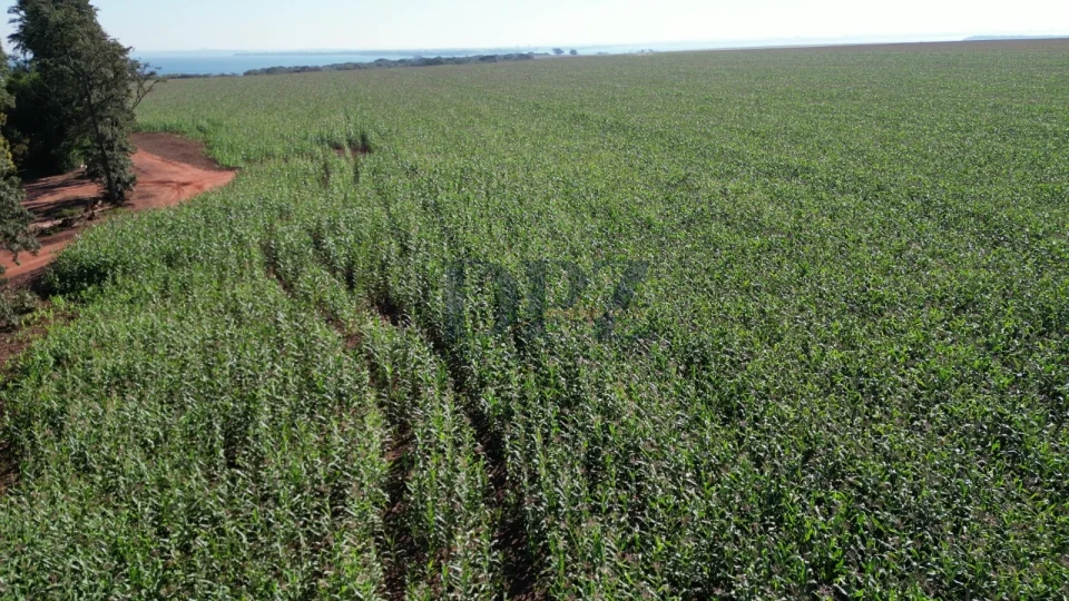 Imagens do imóveis EXCELENTE FAZENDA À VENDA EM SERTANEJA-PR