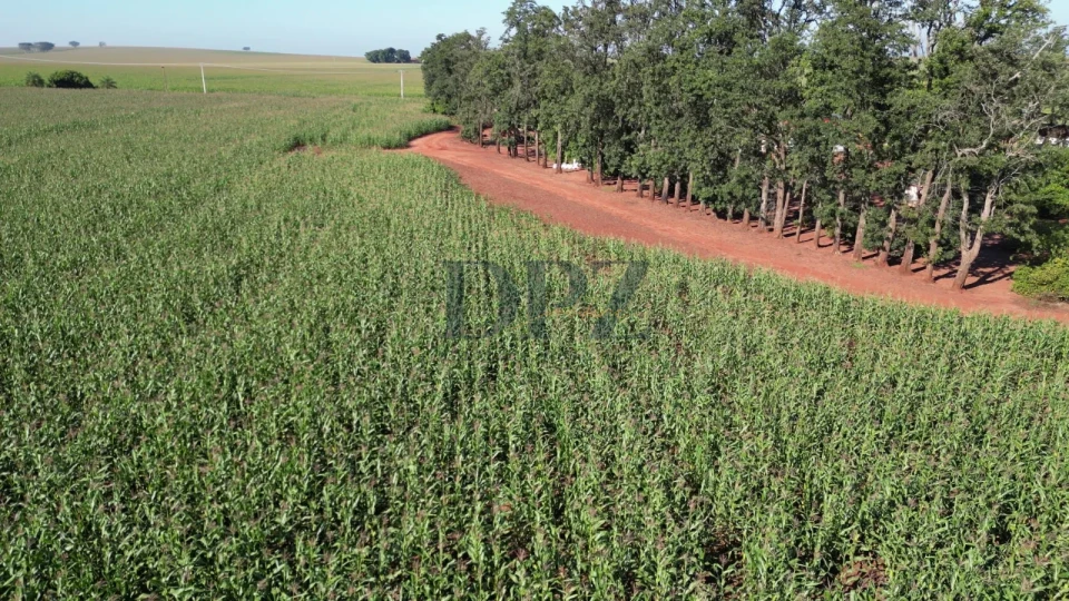Imagens do imóveis EXCELENTE FAZENDA À VENDA EM SERTANEJA-PR