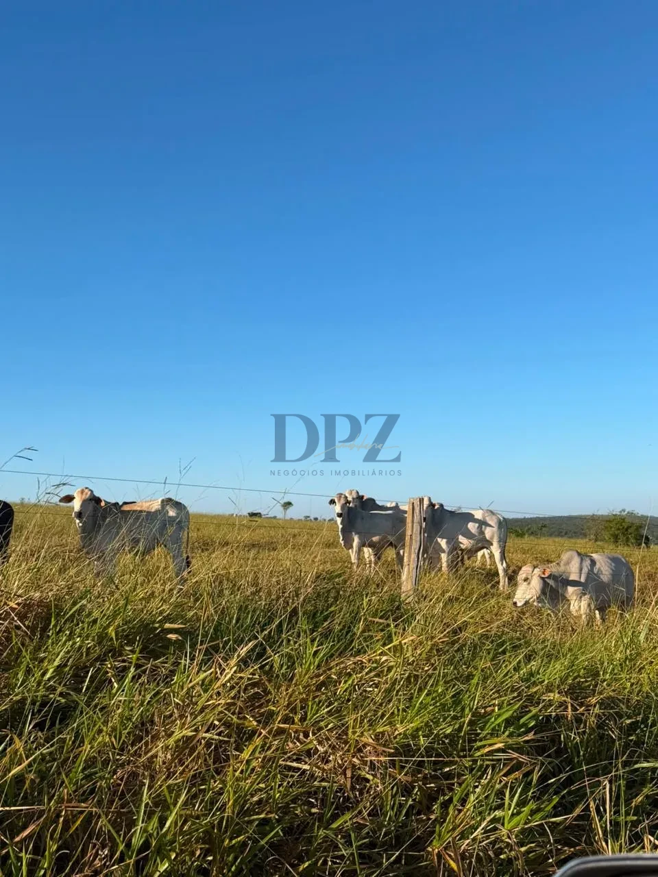 Imagens do imóveis Fazenda À Venda Área Rural De Teodoro Sampaio Teodoro Sampaio