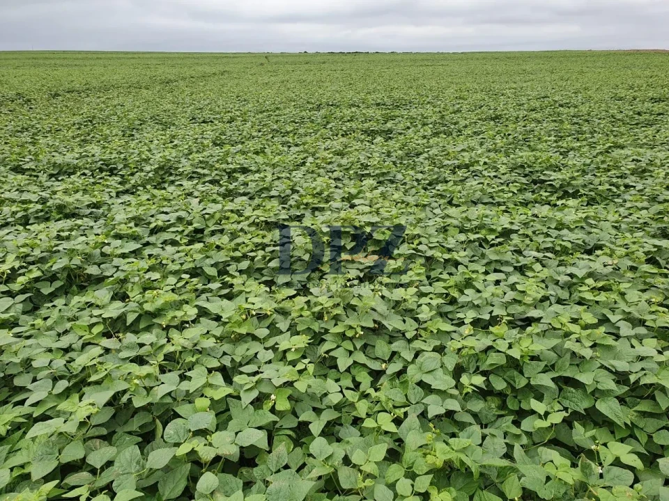 Imagens do imóveis EXCELENTE FAZENDA À VENDA NA REGIÃO DE AVARÉ-SP