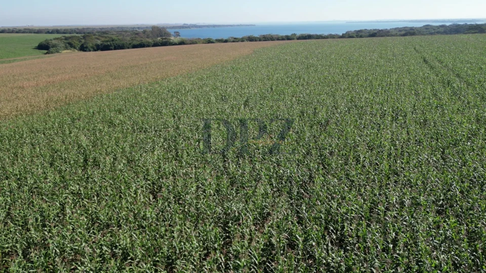 Imagens do imóveis EXCELENTE FAZENDA À VENDA EM SERTANEJA-PR