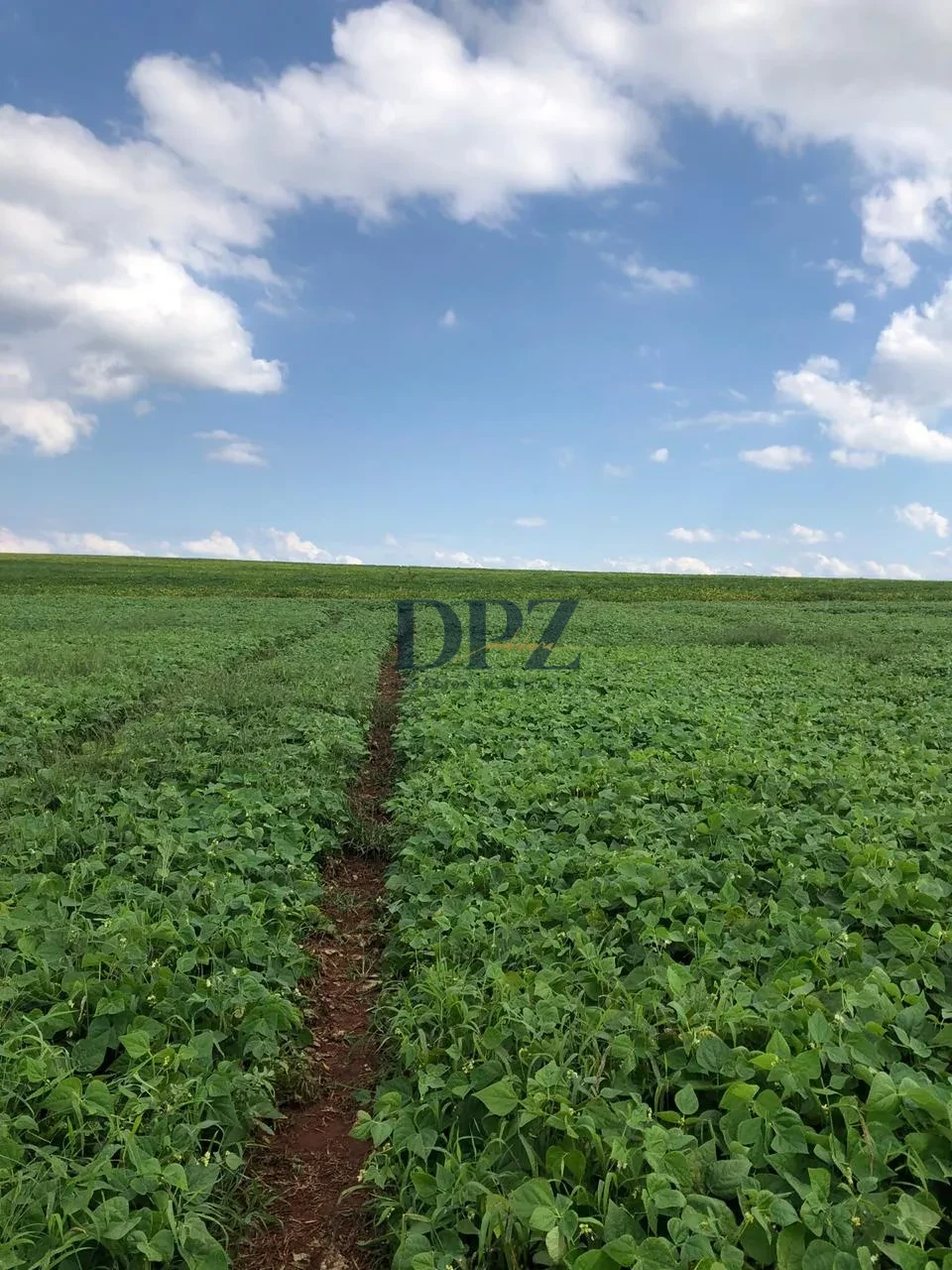Imagens do imóveis EXCELENTE FAZENDA À VENDA NA REGIÃO DE AVARÉ-SP