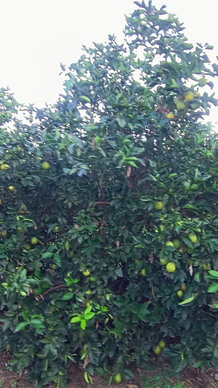 Sítios À Venda na região de Cardoso/SP.