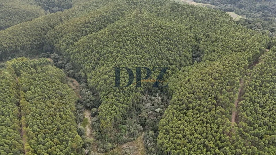 EXCELENTE FAZENDA COM EUCALIPTO A VENDA NA REGIÃO DE ITAPEVA-SP